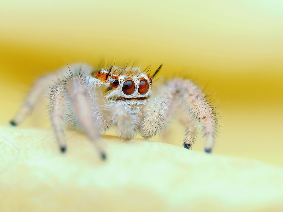 Focus Bracketing