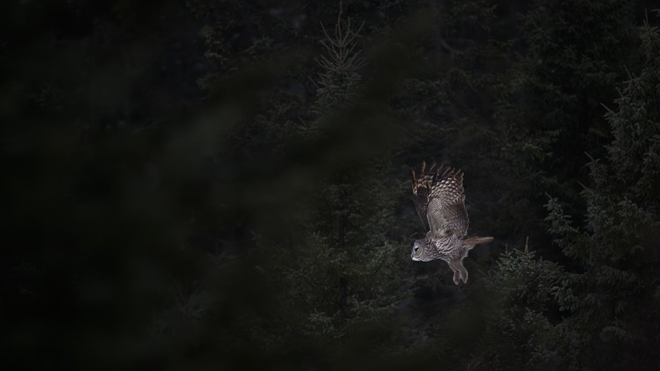Unconventional Lenses for Wildlife Photography