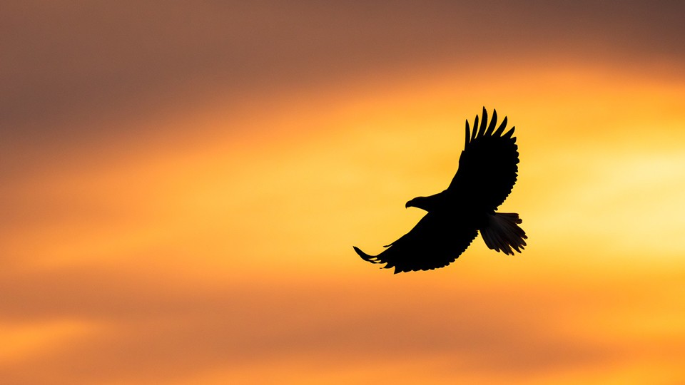 Why Birders Struggle with Photography