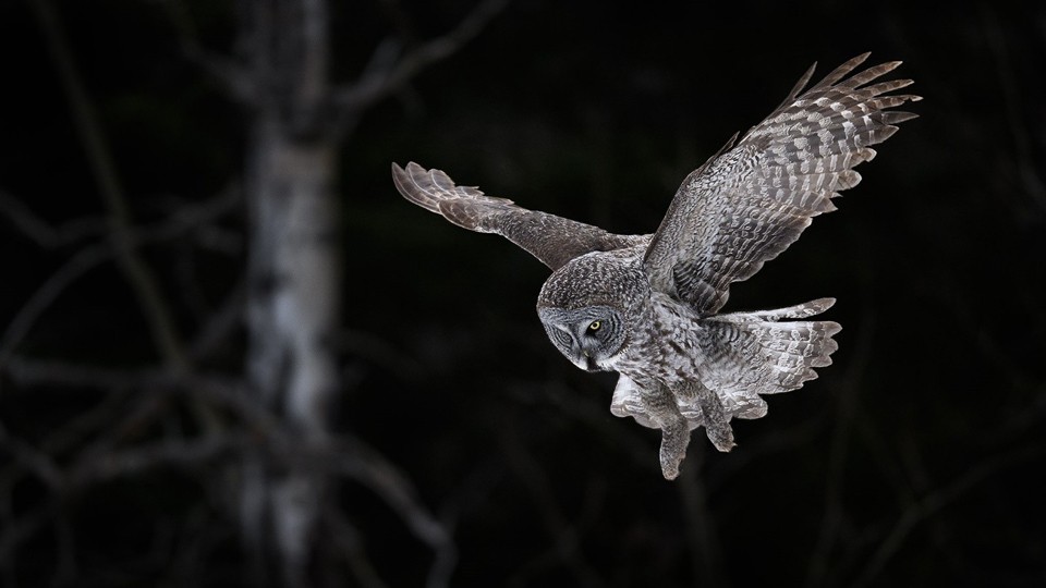 Winter Bird Photography Destinations: Sax-Zim Bog 
