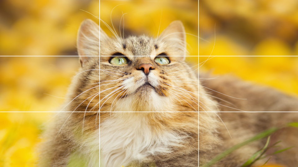 Most photo-editing software will apply a grid when cropping images. Shown here is the Photoshop crop overlay.