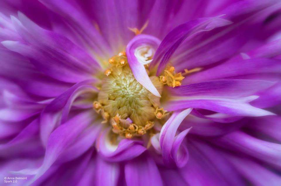 Lensbaby Spark 2.0 