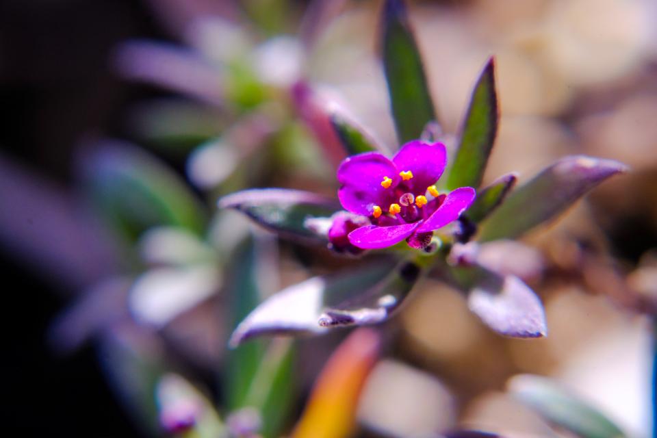 A tiny flower