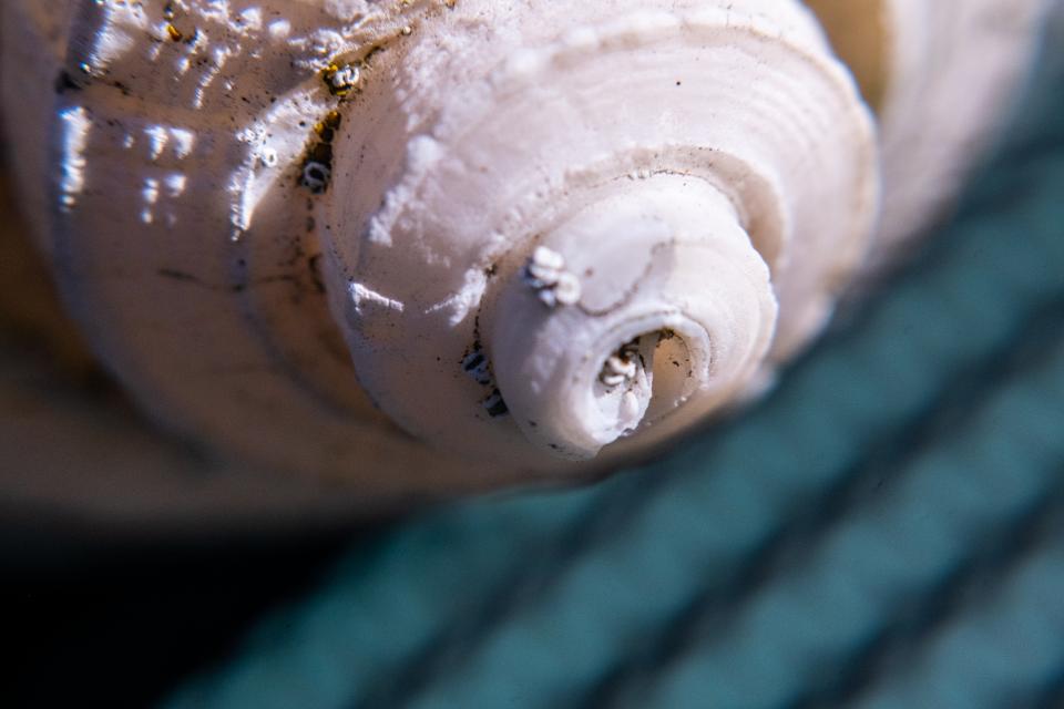 Shell detail