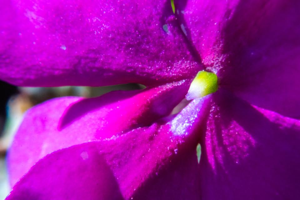 Flower detail