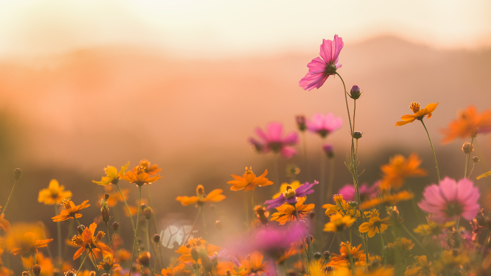 How to Create Beautiful, Blurry Backgrounds in Your Photos