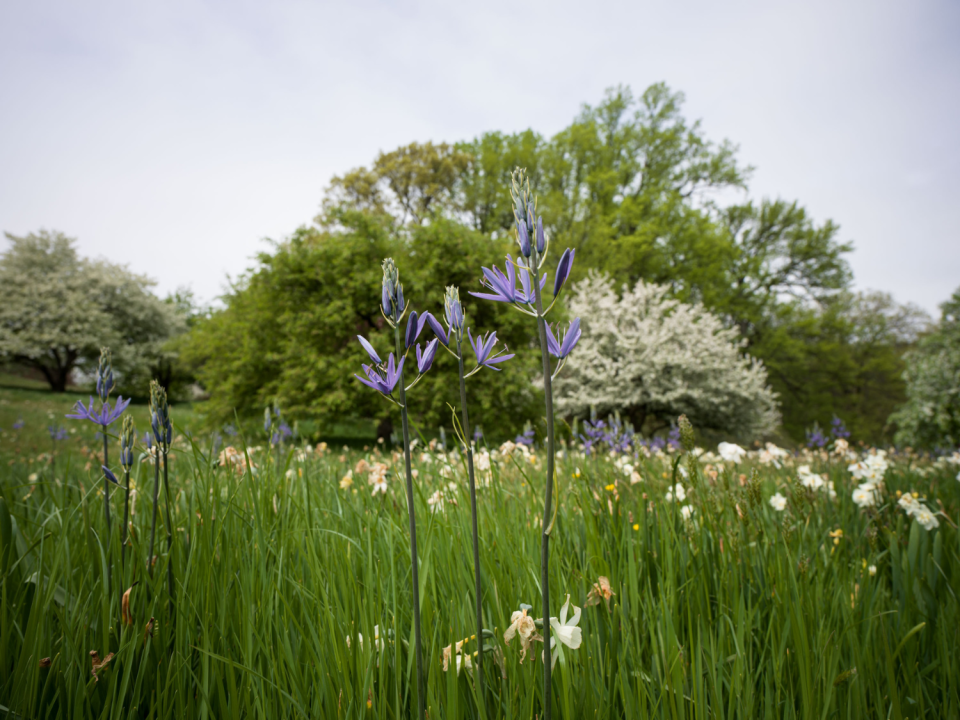 Camassia Leichtlinii