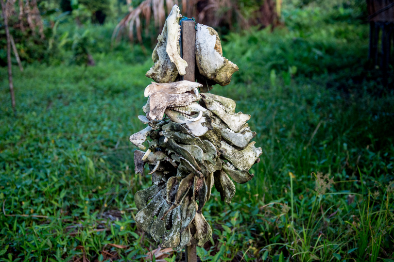 Skulls of wild boar are stacked on a stick in the village of Jakapis. A man’s standing in the village is decided by the kind or quantity of animals hunted, 7/10/15.