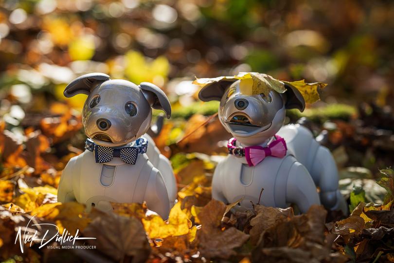 Aibo dogs from Sony © Nick Didlick