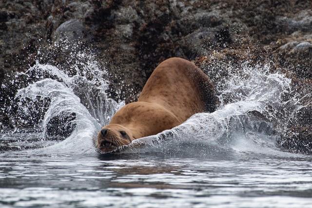 © Steve Morello