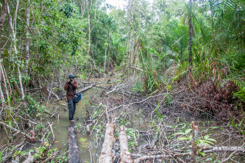 Joshua Irwandi working in the field in Asmat. Image © John Peterces