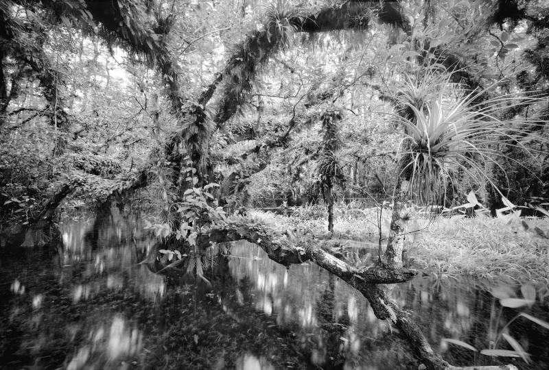 Cigar Orchid Pond  © Clyde Butcher