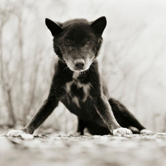 © Isa Leshko