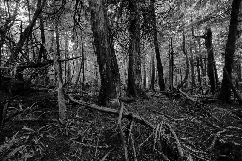created with the new Sony Alpha a7R IV camera © Andy Katz