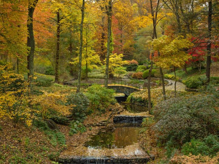 Hawks Nest, Chappaqua, NY.  Fall leaves over the falling brook. © Larry Lederman