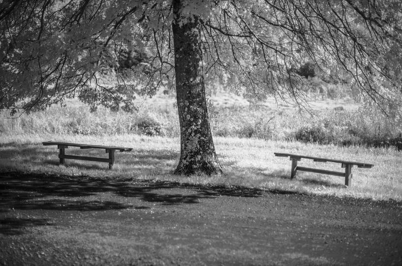 Real photograph of mirrored benches on both sides of a tree, from Allan Weitz’s park bench series