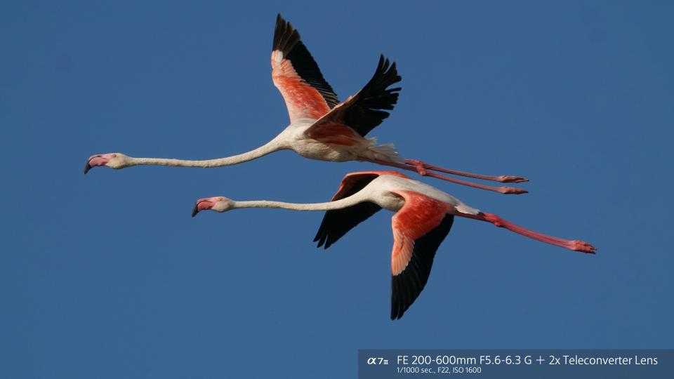 Sony FE 200-600mm f/5.6-6.3 G OSS Lens Sample Image