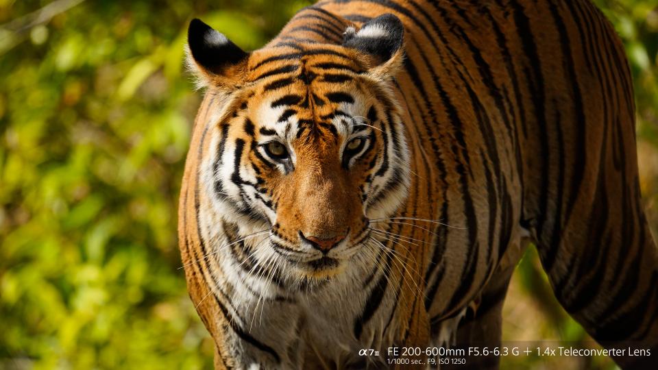 Sony FE 200-600mm f/5.6-6.3 G OSS Lens Sample Image