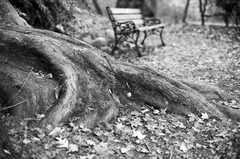 Real photograph of massive tree root with background bench, from Allan Weitz’s park bench series