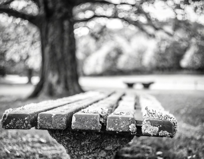 Synthetic image from Allan Weitz’s park bench series, created with Adobe Firefly using the following text prompts: Lichen-covered, bench in park, 3-4 angle view, shallow depth-of-field, monochrome