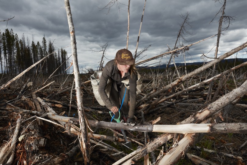 Tree Planter Cleo Carpenter, 2016