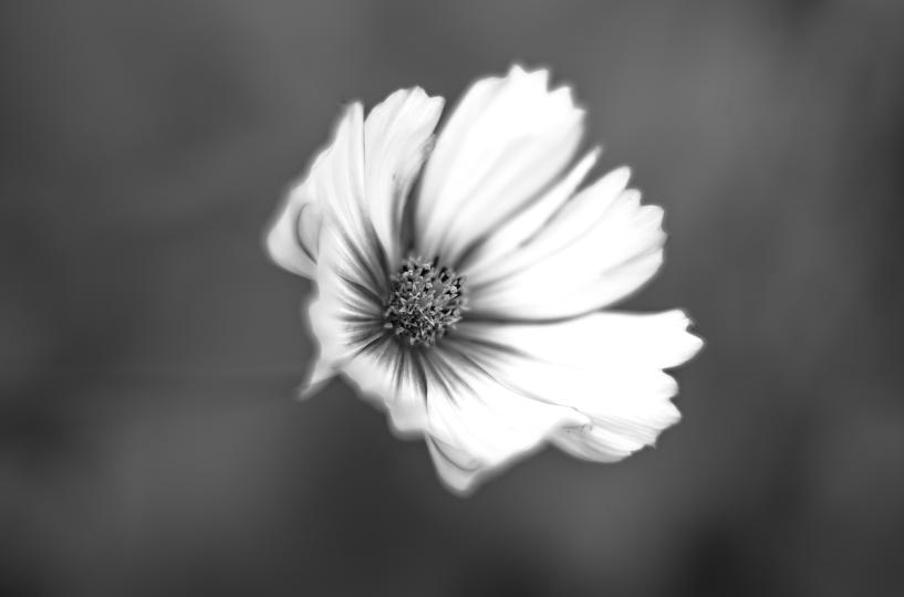 Taken with Voigtlander Nokton 75mm f/1.5 lens © Allan Weitz
