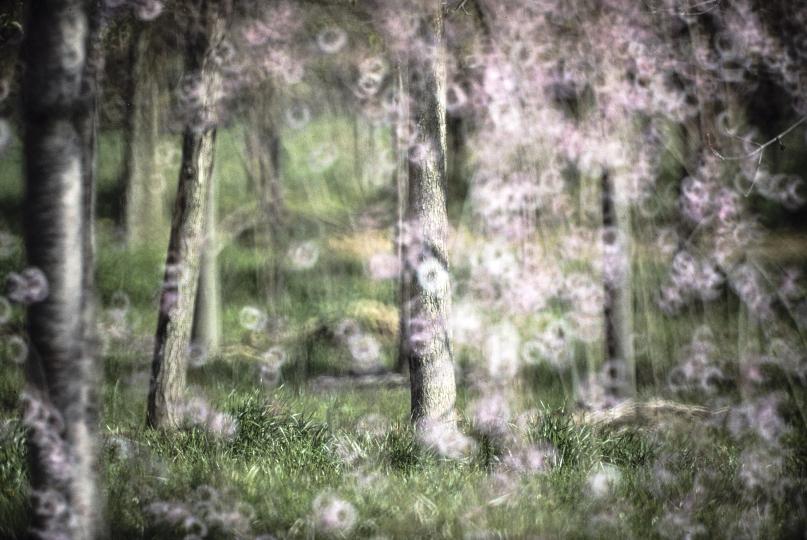 Taken with Nikon Reflex-NIKKOR 500mm f/5 lens © Allan Weitz
