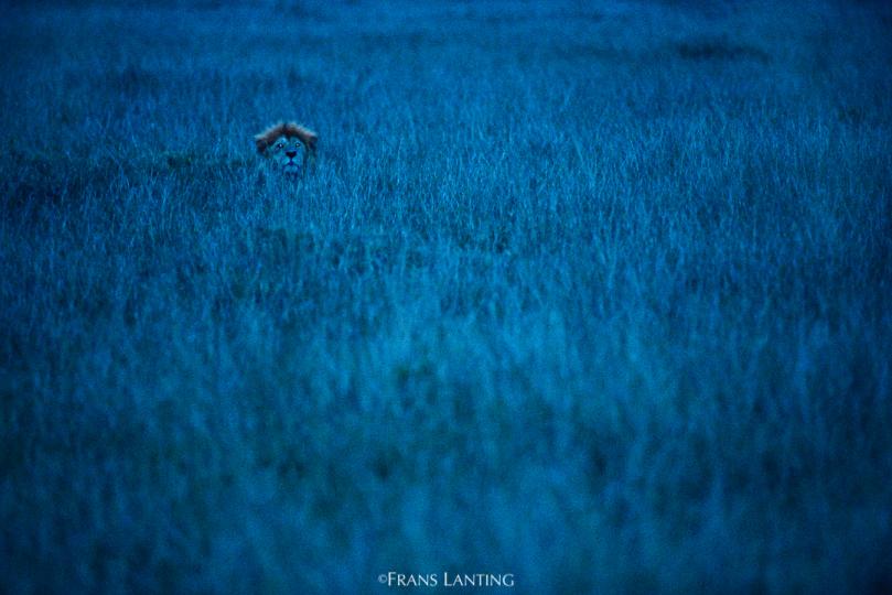 © Frans Lanting