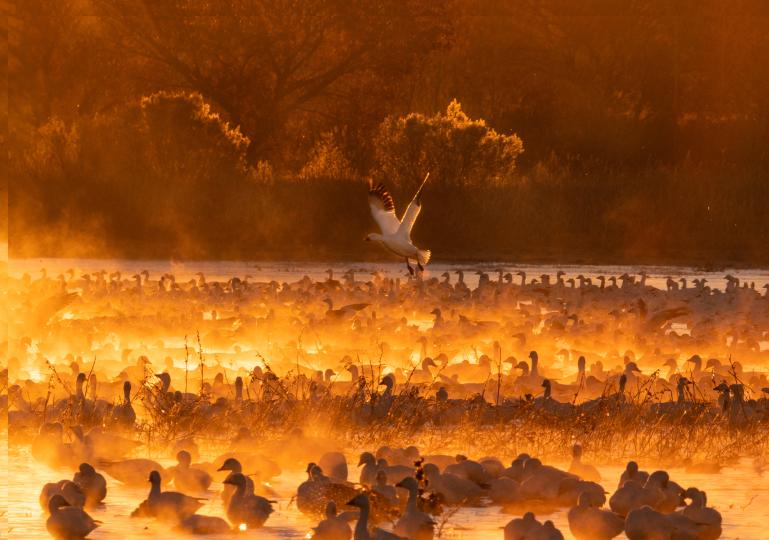 Fire in the Mist © Shiv Verma