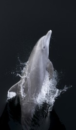 Bottlenose dolphin breaks the surface. Captured from the bow of the National Geographic Sea Bird, Bahia Magdalena, Baja California Sur.