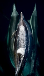Common dolphins ride the bow of the National Geographic Venture on a calm day, Channel Islands National Park.