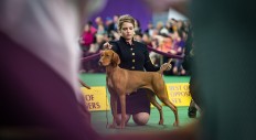 Ellie, a 4 ½-year-old Vizsla, took Best of Opposite at the 140th Westminster Kennel Club Dog Show, shown with Owner/Breeder/Handler Michelle Porfido. 2/16/2016 