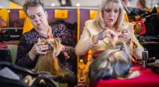 Nancy Lomas with 6 ½-year-old Yorkshire Terrier GMan, and Allison Fowler with Yorkshire Terrier Carson, 20 months, 2/16/2015.