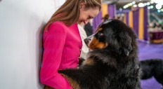 Amidst the competition chaos, a Bernese Mountain Dog has a moment with junior handler Hope Anzalone before heading into the ring, 2/12/2019.