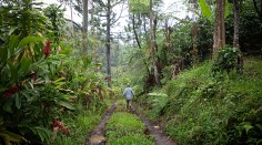 Coffee farmer in the field, Adjuntas, Puerto Rico, October 2019.