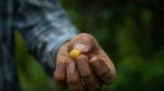 Ripe coffee bean in farmer’s hand, Adjuntas, Puerto Rico, October 2019.