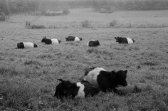 Belties