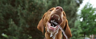 A wide angle made this action shot of a Vizsla more dynamic. 