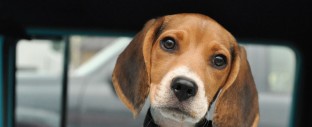 A vintage Bel Air was the perfect frame for a Beagle puppy’s portrait.
