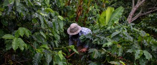 Coffee farmer in the field, Adjuntas, Puerto Rico, October 2019.