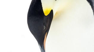 Emperor penguin portrait, Port Charcot, Booth Island, Antarctica.