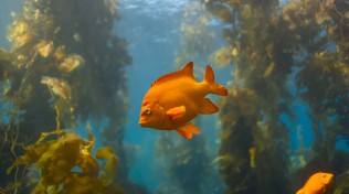 Garibaldi among the giant kelp at Casino Point Dive Park, Avalon, Catalina Island.