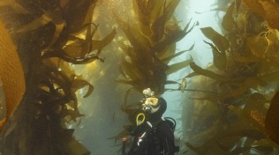 Chelsea Mayer scuba dives in the lush kelp forests of Catalina Island. Photo © Joel Wilson.