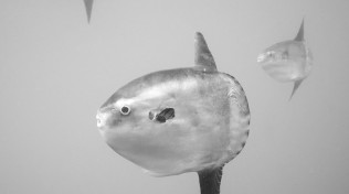 Three young Mola Mola, or ocean sunfish, each the size of a dinner plate. Captured near a kelp paddy off the coast of San Diego, CA.