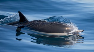 A common dolphin opens its mouth in an apparent smile while riding the wake of the Newport Legacy, Newport Beach, CA.