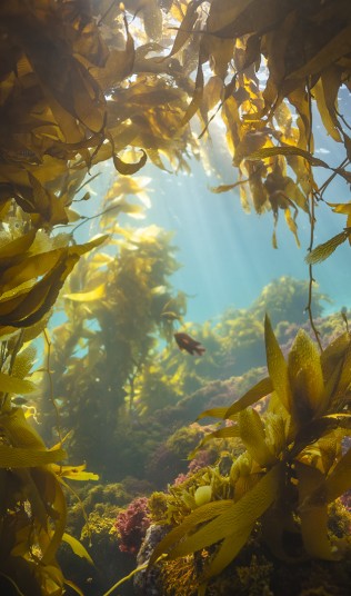 An archway of kelp frames a Garibaldi, Catalina Island, CA.