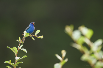 Indigo Bunting