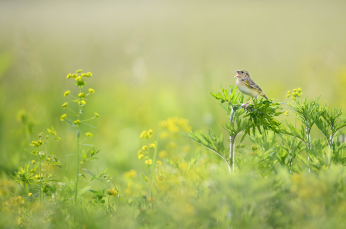 Hopper of Grass Sparrow