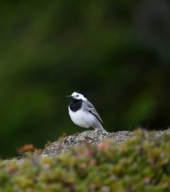 Bird resting on a rock with surrounding greenery out of focus