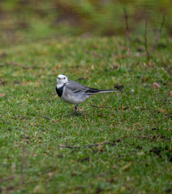 Bird standing in grass framed in a narrow depth of field to display digiscoping concept